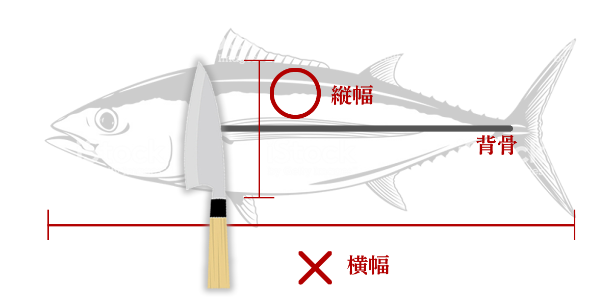 出刃包丁のサイズの選び方、魚の縦幅と刃渡りが同等なのがベストサイズ